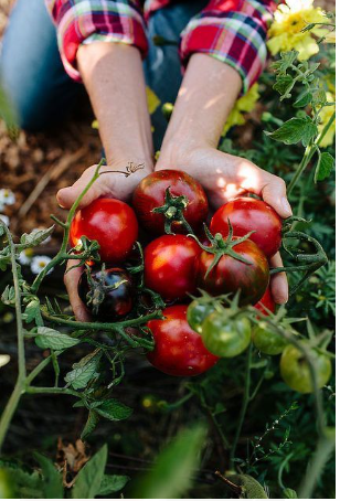 Gün Kurusu Domates Salçası