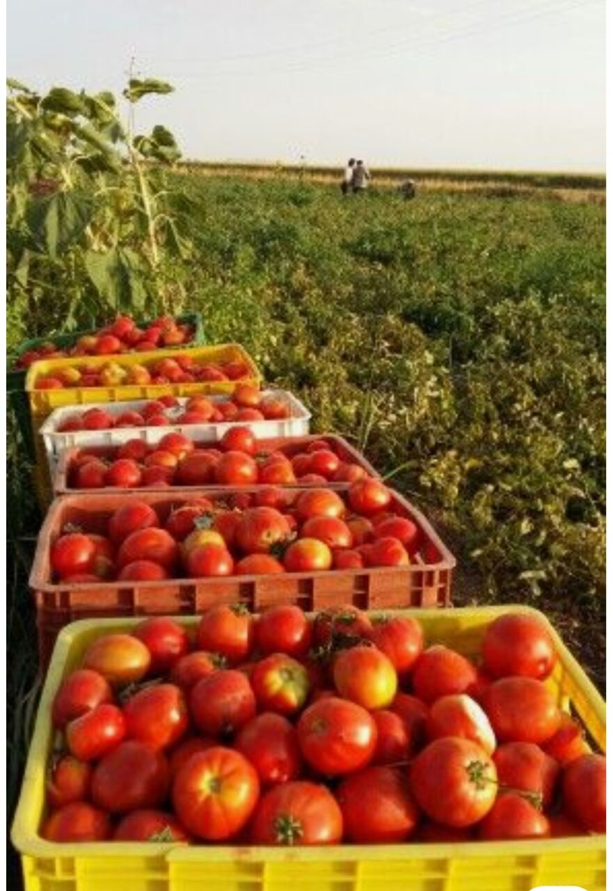 Domates Hasatı