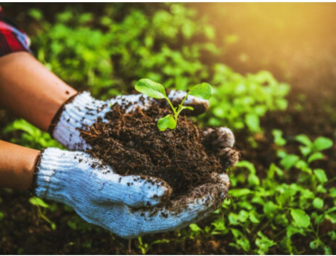 Organik Tarımın Geleceği ve Sağlığımıza Katkısı