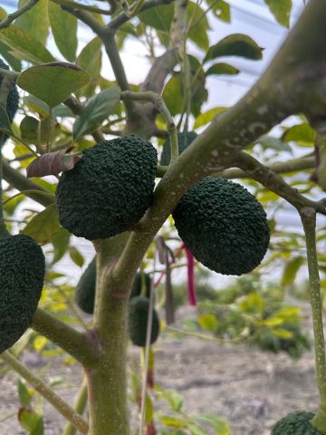 Doğal Raf  Hass Cinsi Üretim Avokado