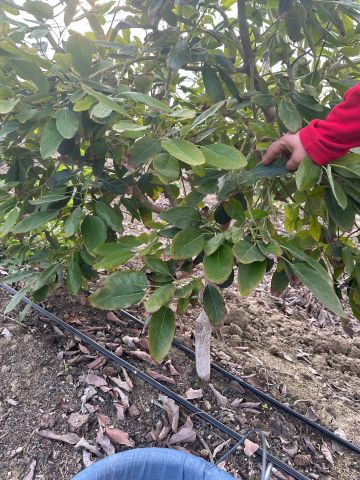 Doğal Raf  Hass Cinsi Üretim Avokado