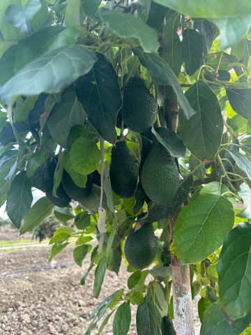 Doğal Raf  Hass Cinsi Üretim Avokado