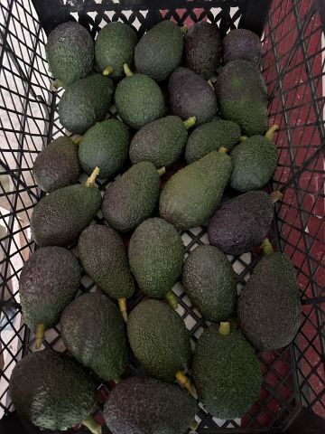 Doğal Raf  Hass Cinsi Üretim Avokado