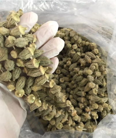 Çiçek Bamya Kurusu